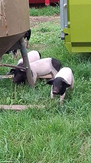 Sattel Schwein Ferkel - Bild 1