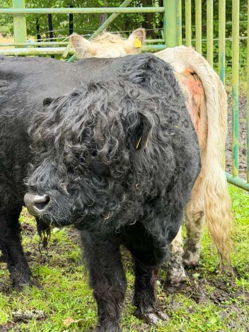 Galloway Bulle - Bild 1