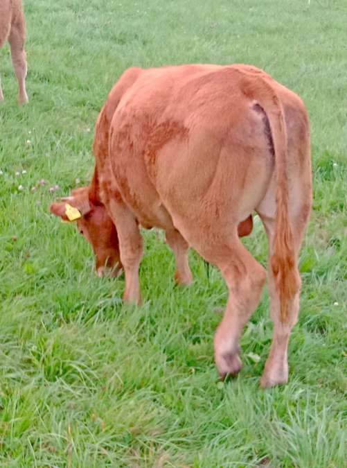 Absetzer Limousin - Bild 1
