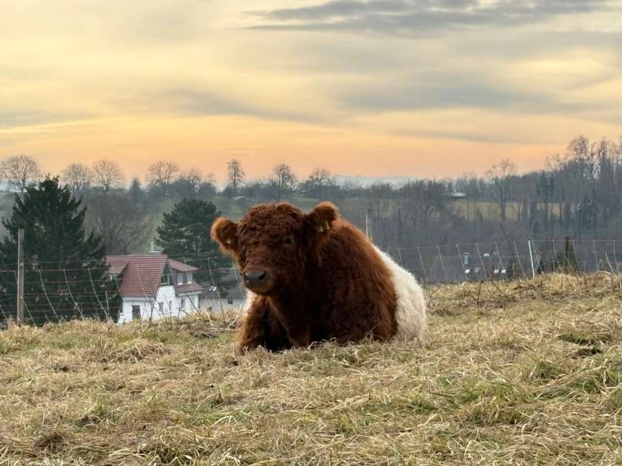 Red Belted Galloway Bulle - Bild 1