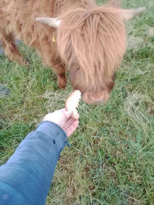 Higland cattle Bullen - Bild 1