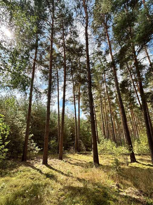 Naturgrundstück mit gewachsenem Baumbestand in der Altmark - Bild 1