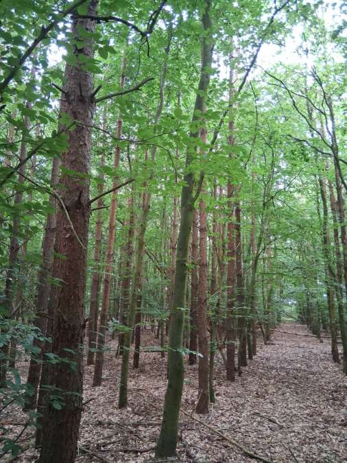 Waldfläche zu verkaufen - Bild 1