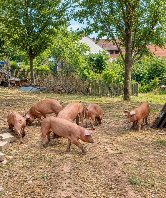 Duroc Ferkel (7 Ferkel) - Bild 1