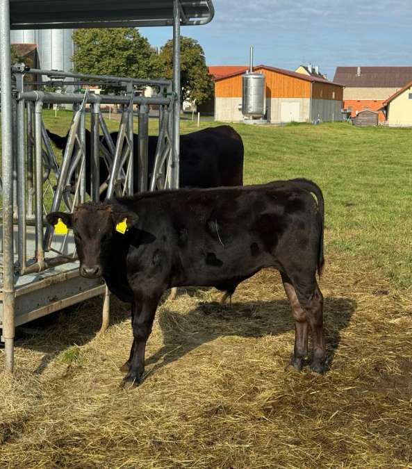 Wagyu Bullenkalb FB