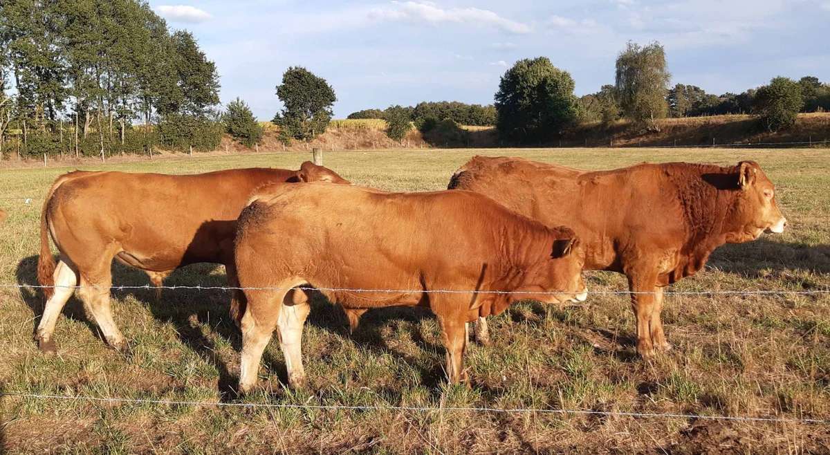 Limousin Bullenabsetzer zu verkaufen - Bild 1