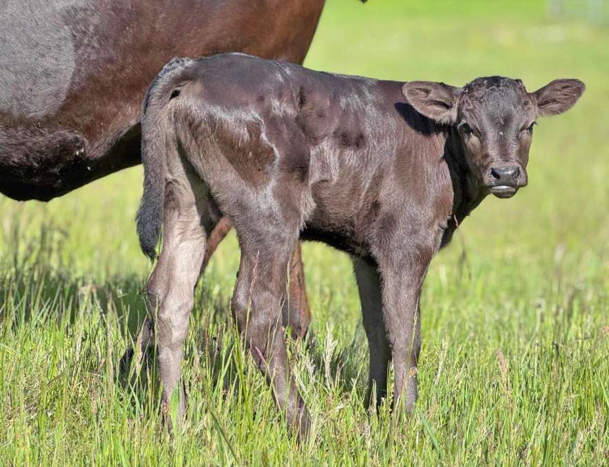 Wagyu-Zuchtkühe mit Kälbern – Fullblood/Purebred - Bild 1