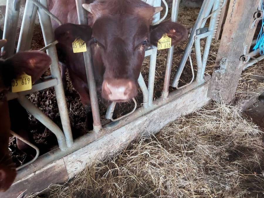 Bullenabsetzer Rotes Höhenvieh - Bild 1