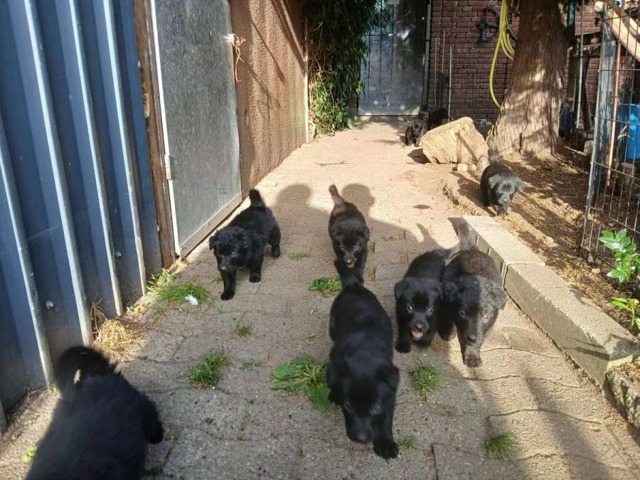 Altdeutsche Hütehundmischlingswelpen - Bild 1
