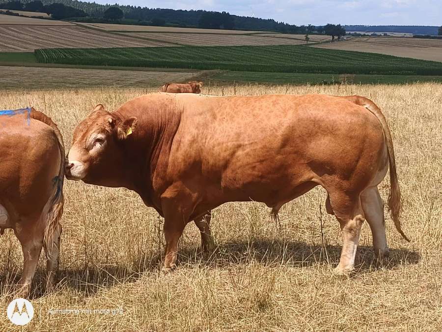 Limousin Deckbulle - Bild 1