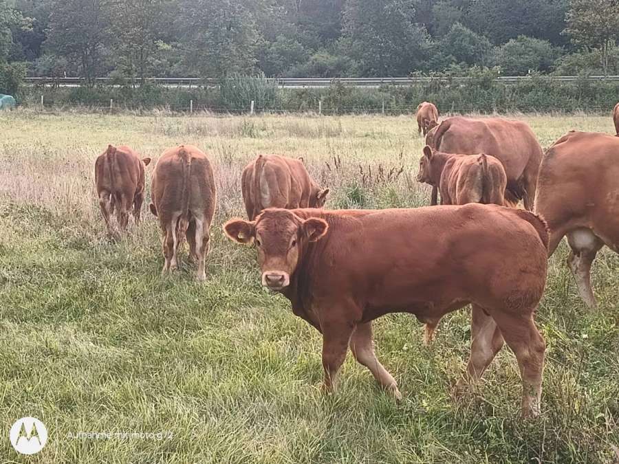 Limousin Bullenabsetzer