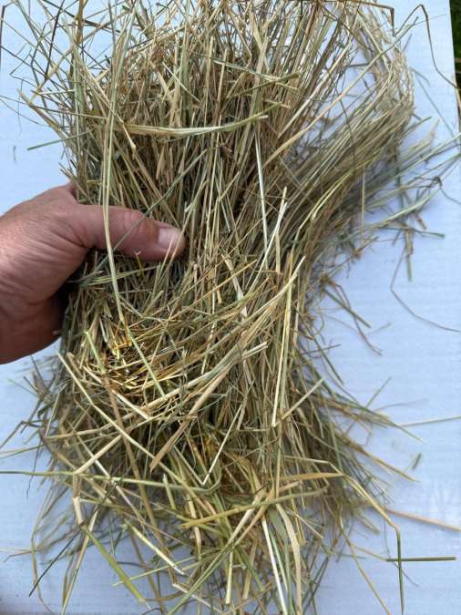 Grassamenheu - Heulage - Heu - Stroh: Weizen - Gerste - Bild 1