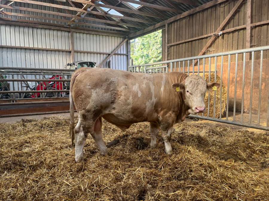 Jungbulle Fleckvieh Simmental Herdbuch - Bild 1