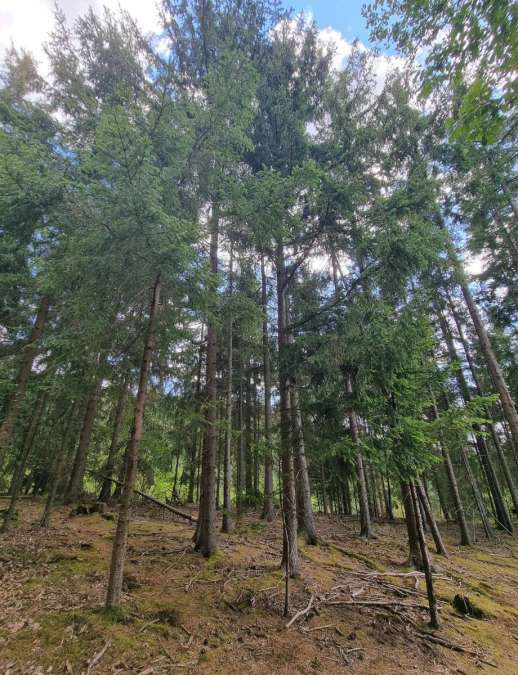 Wald als forstwirtschaftlich genutzte Fläche - Bild 1