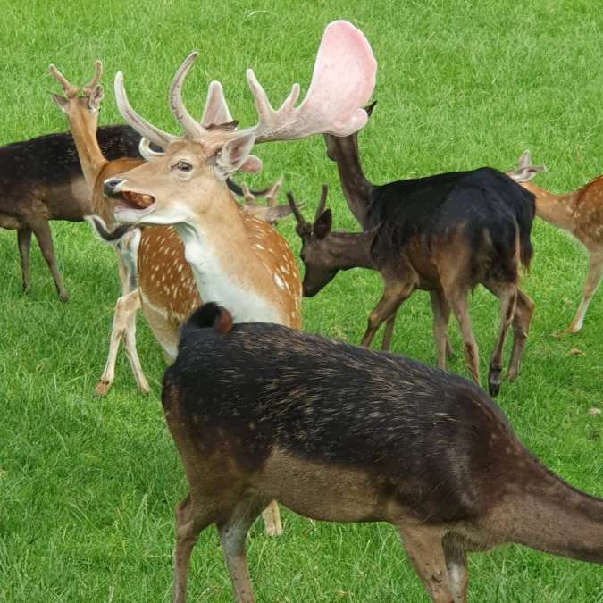 Kapitaler, handzahmer Damhirsch abzugeben - Bild 1