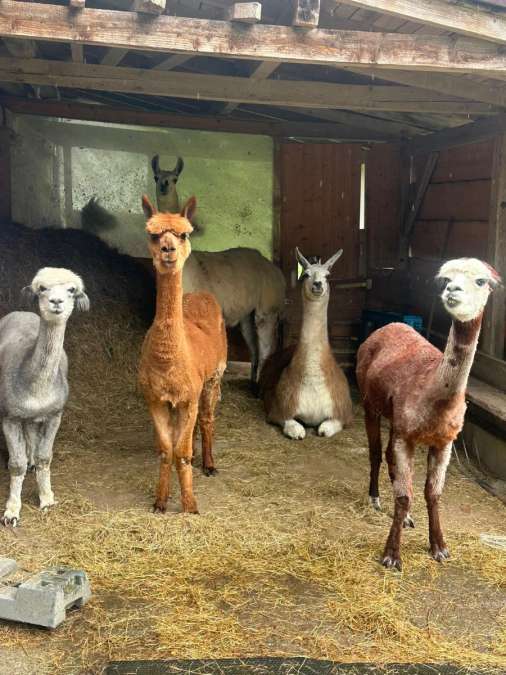 Alpakas und Lamas zu verkaufen - Bild 1