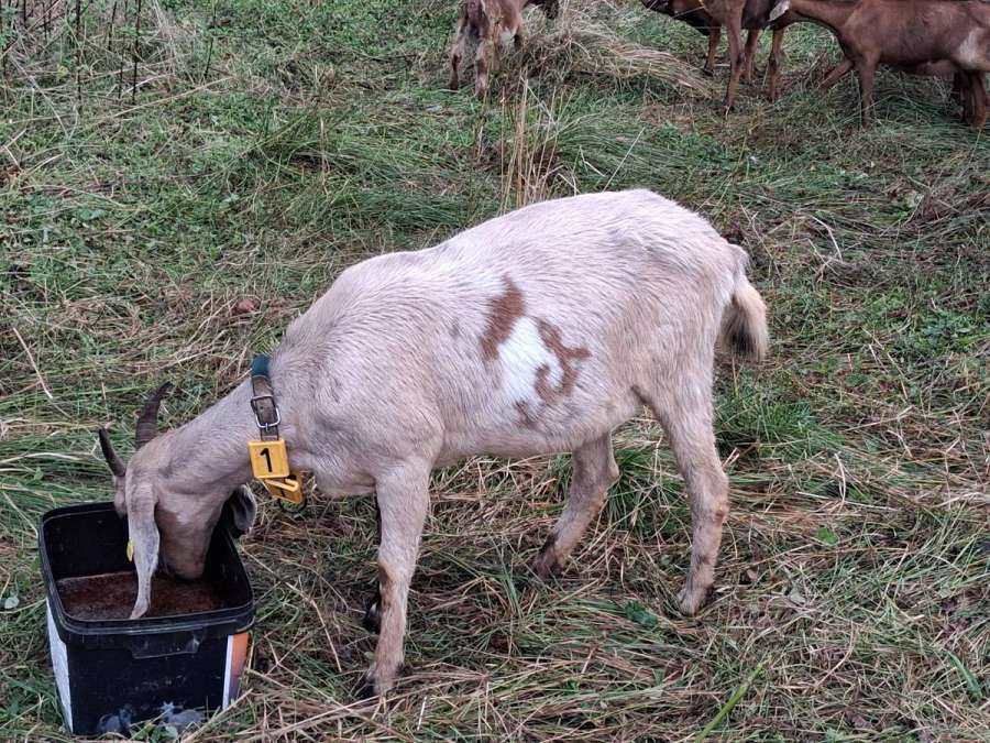 Weibliche Anglo Nubier Ziegen Herdbuch - Bild 1