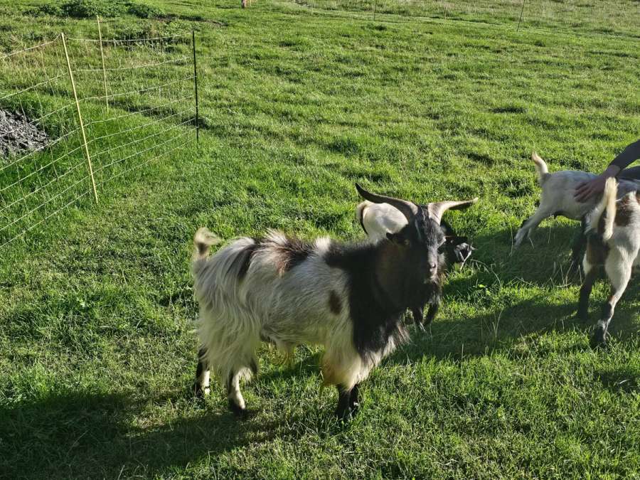 Zwergziegenbock - Bild 1