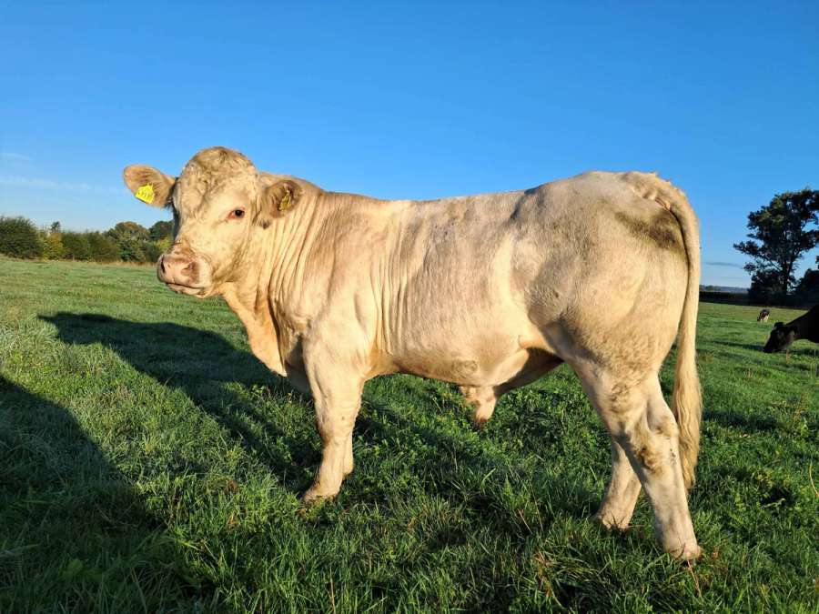 Charolais Deckbulle - Bild 1