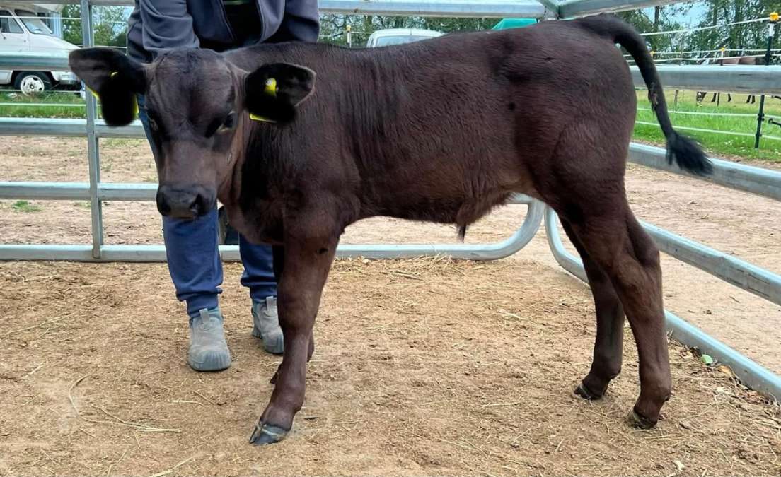 Wagyu Bullenkalb Fullblood, Herdbuch - Bild 1