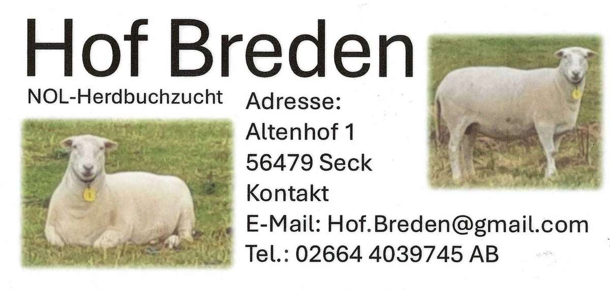 Nolana Mutterschafe und Lämmer aus Herdbuchzucht zu verkaufen. - Bild 1