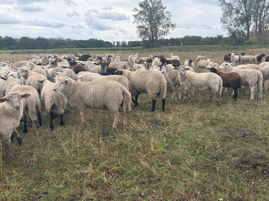 Bocklämmer Nolana Schwarzkopf - Bild 1