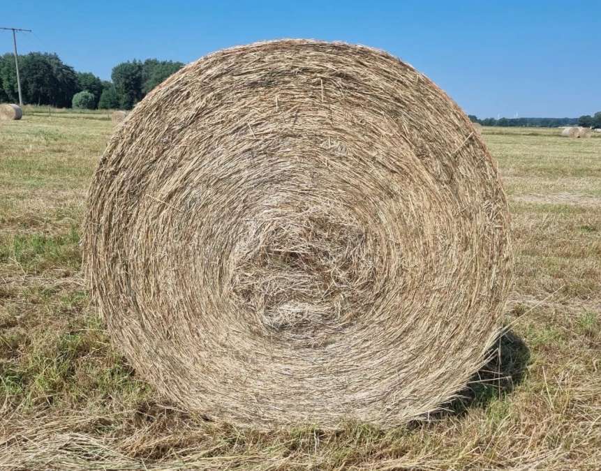 Heu, erster Schnitt 2026 für Pferde, Rinder, Ziegen und Schafe - Bild 1
