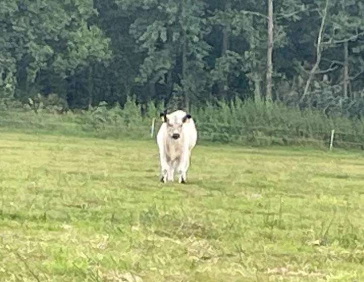 Galloways Absetzer,  Öko - Bild 1