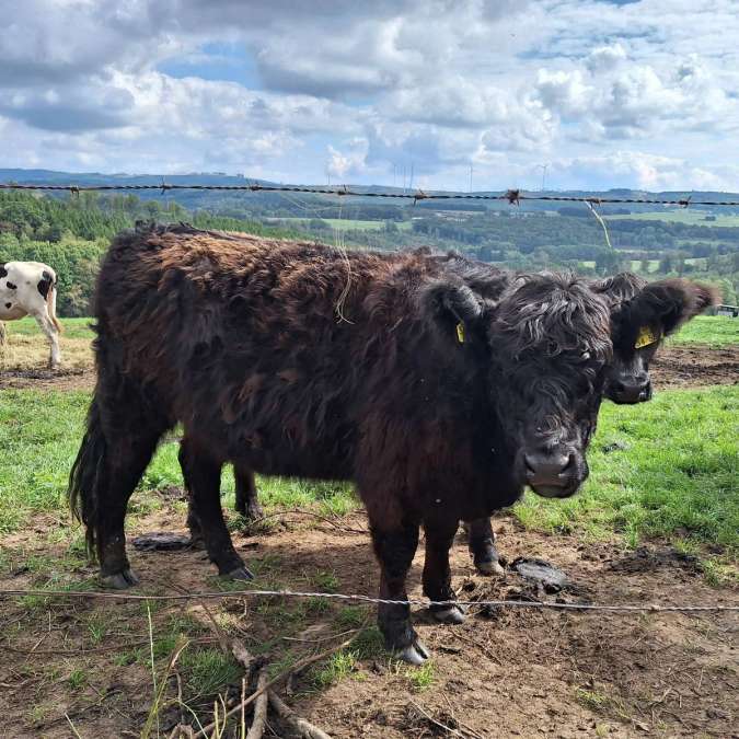 Galloway Färse schwarz mit RF - Bild 1