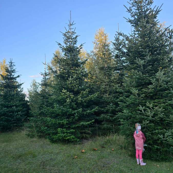Nordmanntannen & Blaufichten 3–7 m | 13.000 Stück aus Polen - Bild 1