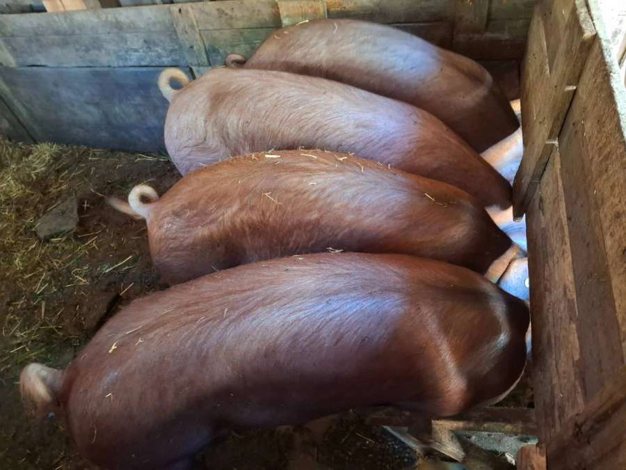 Duroc Schweine - Bild 1
