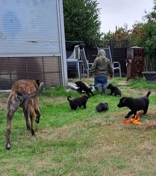 Altdeutsche Hütehundmischlingswelpen - Bild 1