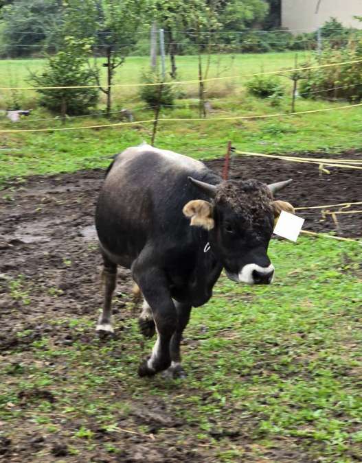 Rind/Bulle Grauvieh zu verkaufen. - Bild 1