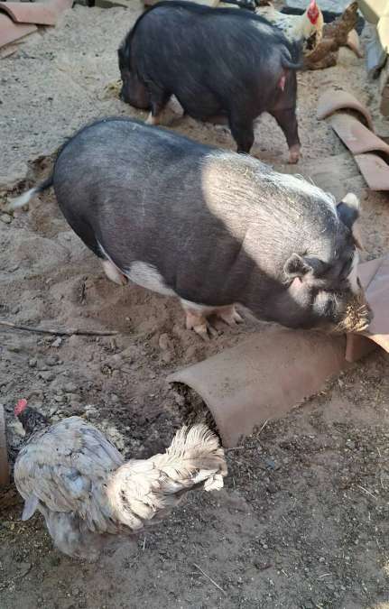 Schweine zu verkaufen - Bild 1
