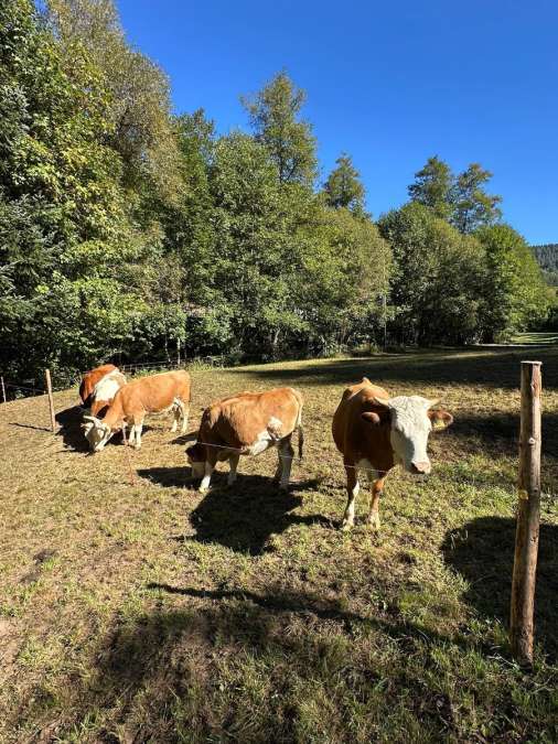 Hinterwälder Kuh mit Kalb - Bild 1