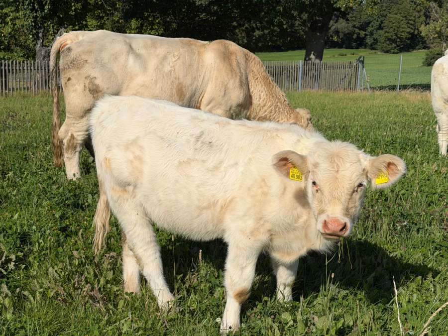 Charolais Kuhkalb - Bild 1