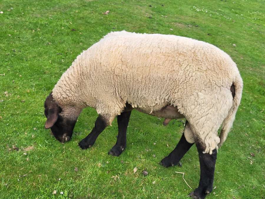 Verkaufe kleine Herde: 4 Auen (2- und 3jährig) und einen Bock (3jährig) - Bild 1