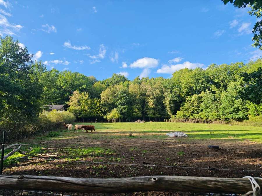 Landwirtschaftl. Fläche/Weide+Wald zu verkaufen, 7100 qm - Bild 1