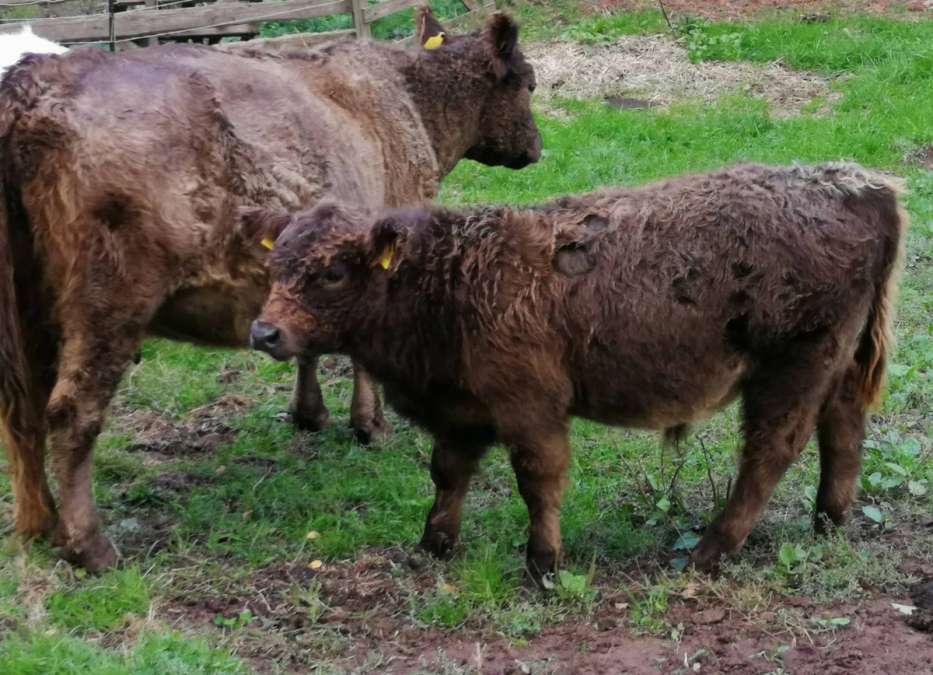 Bullenabsetzer dun HB - Bild 1