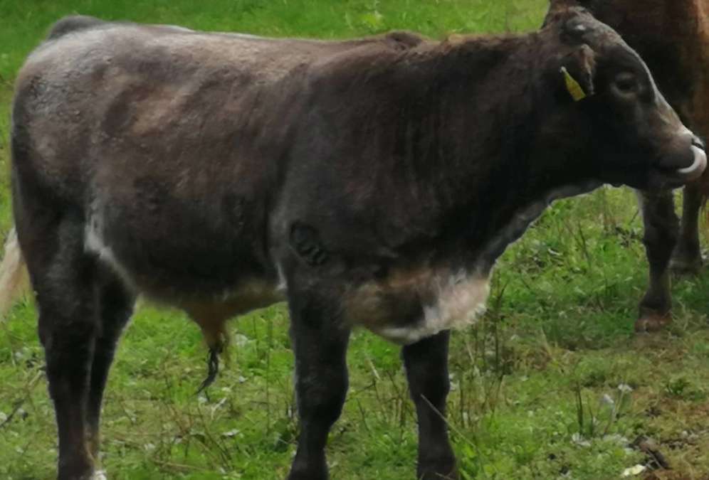 Bullenabsetzer geb. 03.2026 - Bild 1