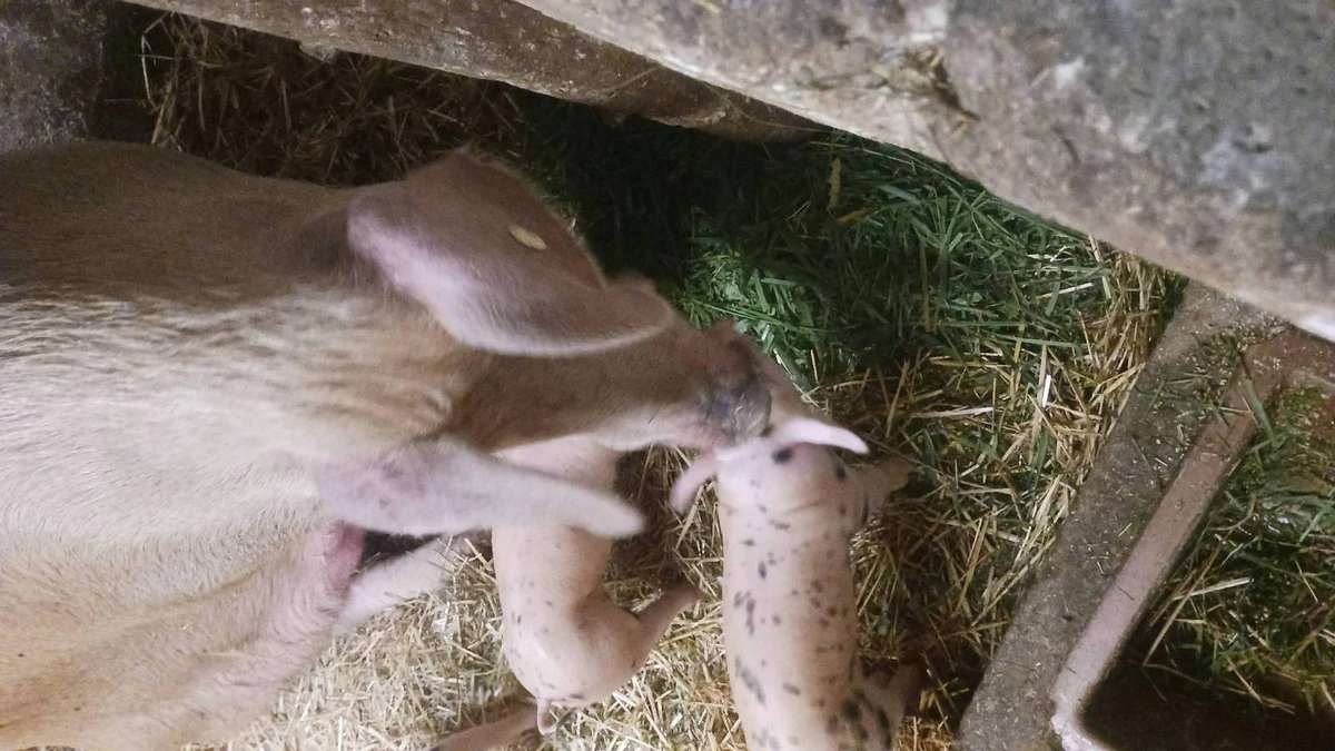 Ferkel ab Ende Oktober - Bild 1