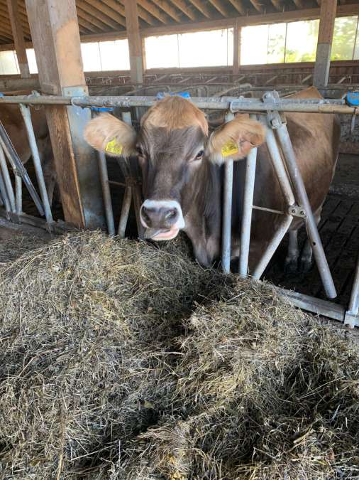 Bio Kreuzungsrind  Fleischrind / Milchrind - Bild 1