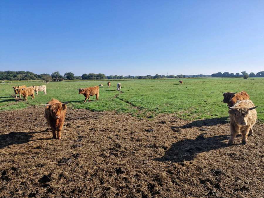 Highland Cattle Färsen - Bild 1