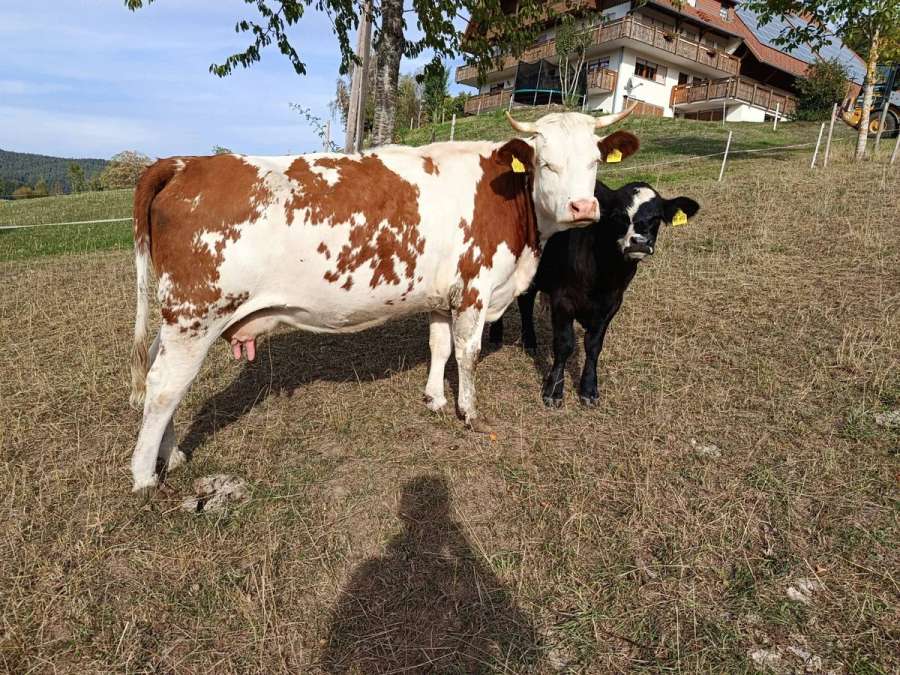 Bio Hinterwälder Kuh mit Kalb (Kreuzung) - Bild 1