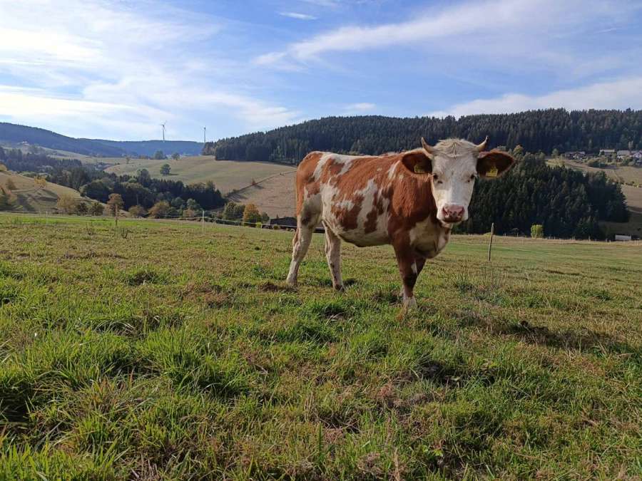 Bio-Hinterwälder Färse - Bild 1