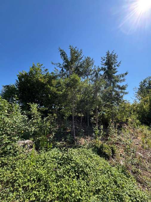 Waldgrundstück/Forstfläche ca. 6,86 ha in 94354 Haselbach zu verkaufen - Bild 1