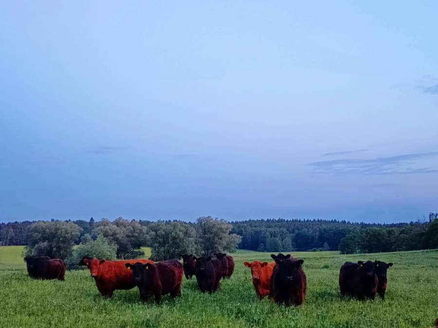 Bio Galloway Herdbuch komplette Herde 18 Tiere+13 Kälber - Bild 1