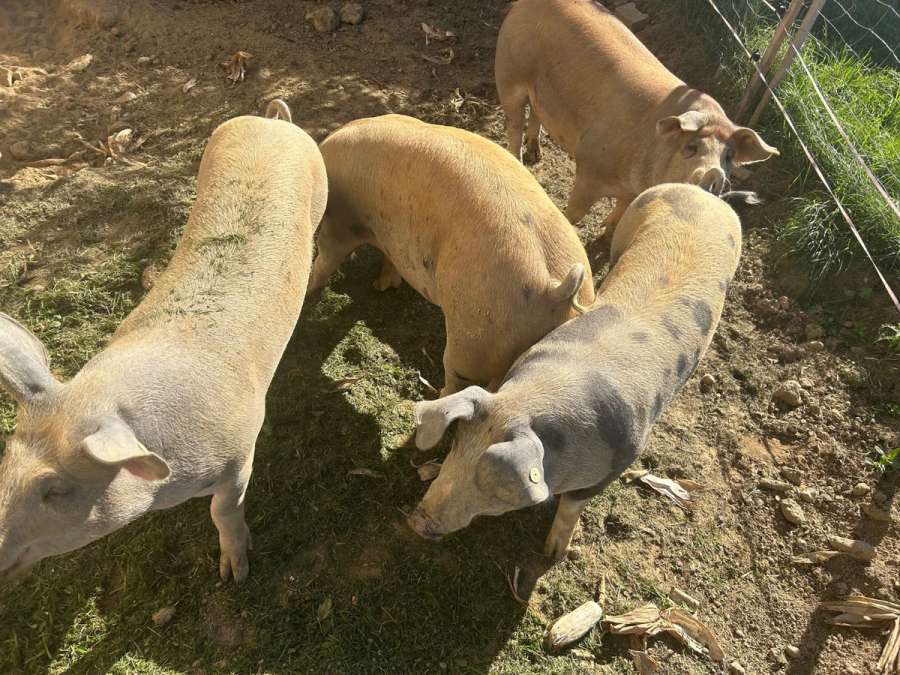 Duroc xPitt Kreuzung - Bild 1