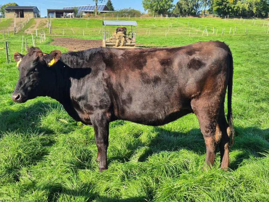 Fullbloodwagyu Färsen