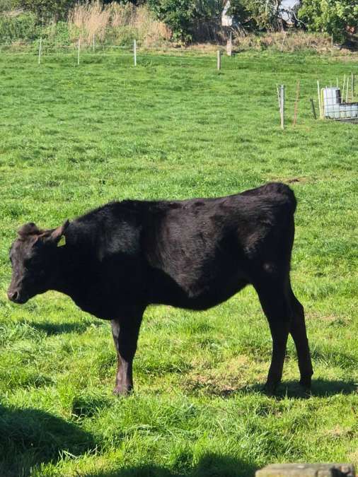 Fullbloodwagyu Absetzer - Bild 1